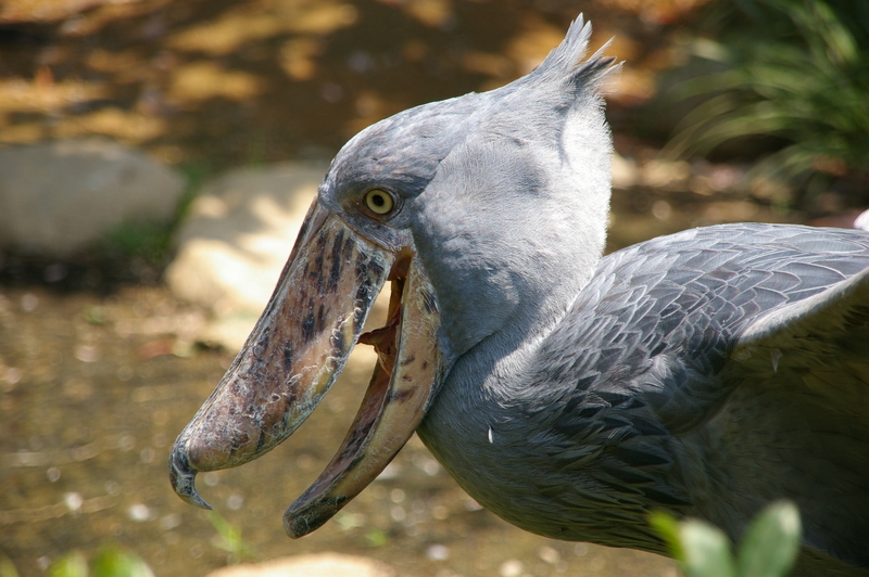 shoebill, whalehead, shoe-billed stork (Balaeniceps rex); DISPLAY FULL IMAGE.