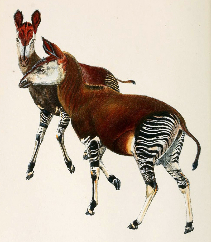 okapi (Okapia johnstoni); DISPLAY FULL IMAGE.