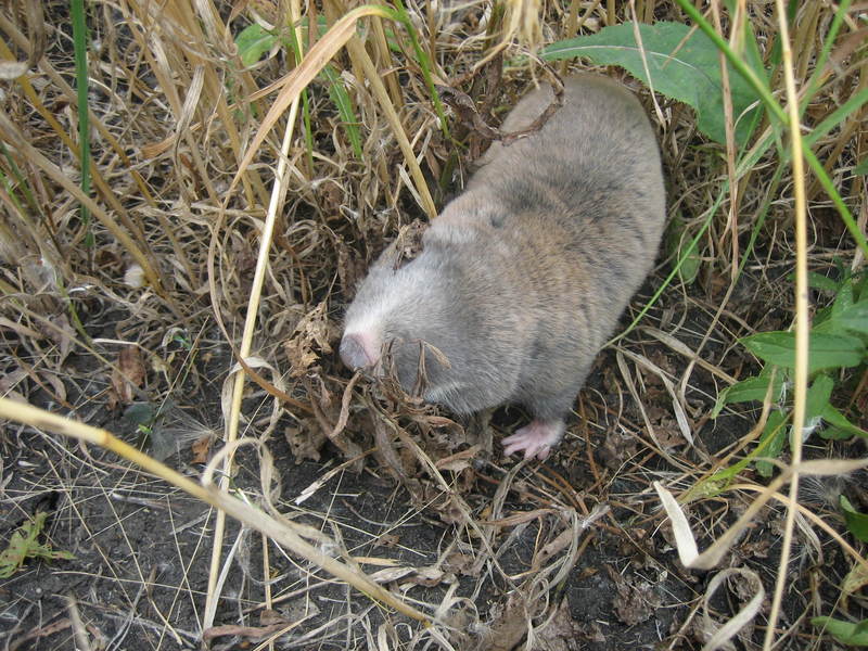 greater mole-rat (Spalax microphthalmus); DISPLAY FULL IMAGE.