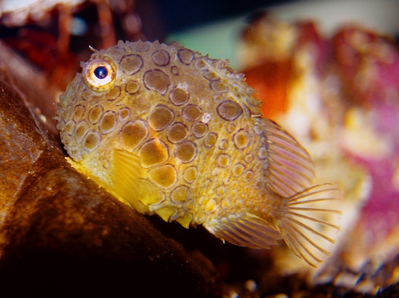 Eumicrotremus orbis, Pacific spiny lumpsucker; DISPLAY FULL IMAGE.