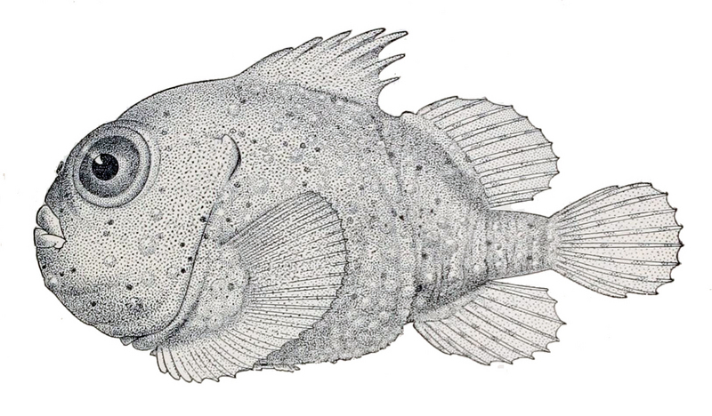 Eumicrotremus phrynoides, toad lumpsucker; DISPLAY FULL IMAGE.