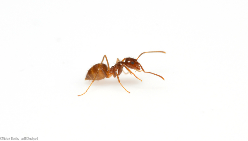 Rasberry crazy ant, tawny crazy ant (Nylanderia fulva); DISPLAY FULL IMAGE.