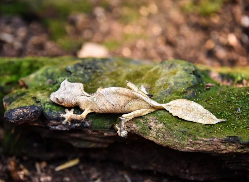 Uroplatus phantasticus (Baweng satanic leaf gecko, Satanic leaf-tailed gecko); DISPLAY FULL IMAGE.