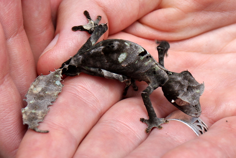 Uroplatus phantasticus (Baweng satanic leaf gecko, Satanic leaf-tailed gecko); DISPLAY FULL IMAGE.