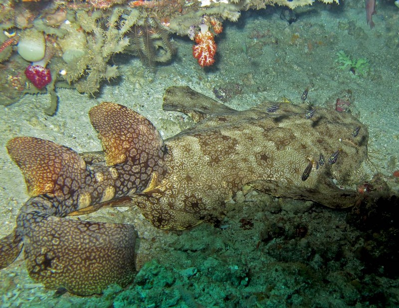 tasselled wobbegong (Eucrossorhinus dasypogon); DISPLAY FULL IMAGE.