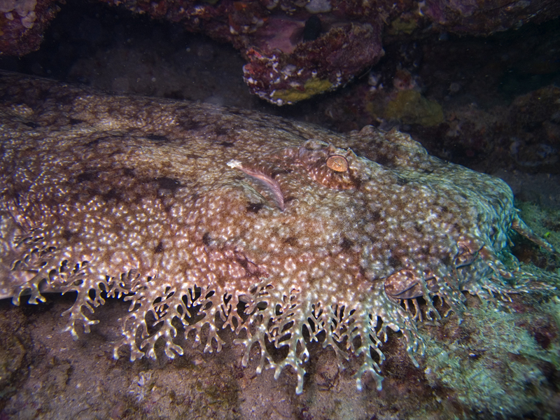 tasselled wobbegong (Eucrossorhinus dasypogon); DISPLAY FULL IMAGE.