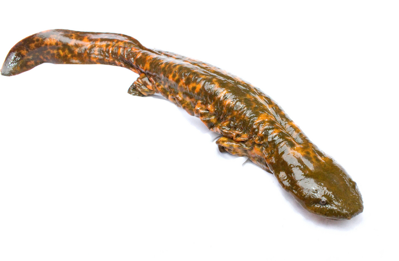 hellbender salamander (Cryptobranchus alleganiensis); DISPLAY FULL IMAGE.