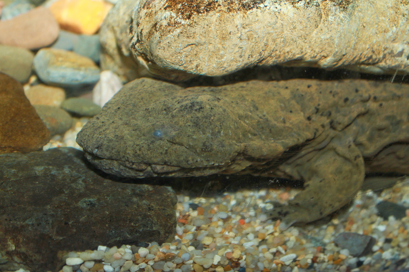 hellbender salamander (Cryptobranchus alleganiensis); DISPLAY FULL IMAGE.