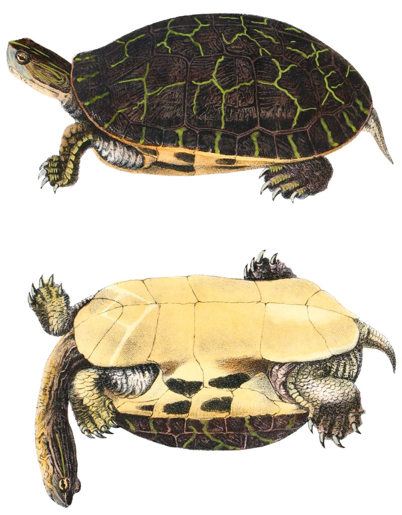 chicken turtle (Deirochelys reticularia); DISPLAY FULL IMAGE.