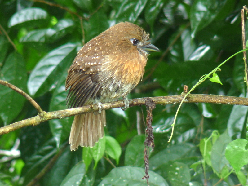 moustached puffbird (Malacoptila mystacalis); DISPLAY FULL IMAGE.