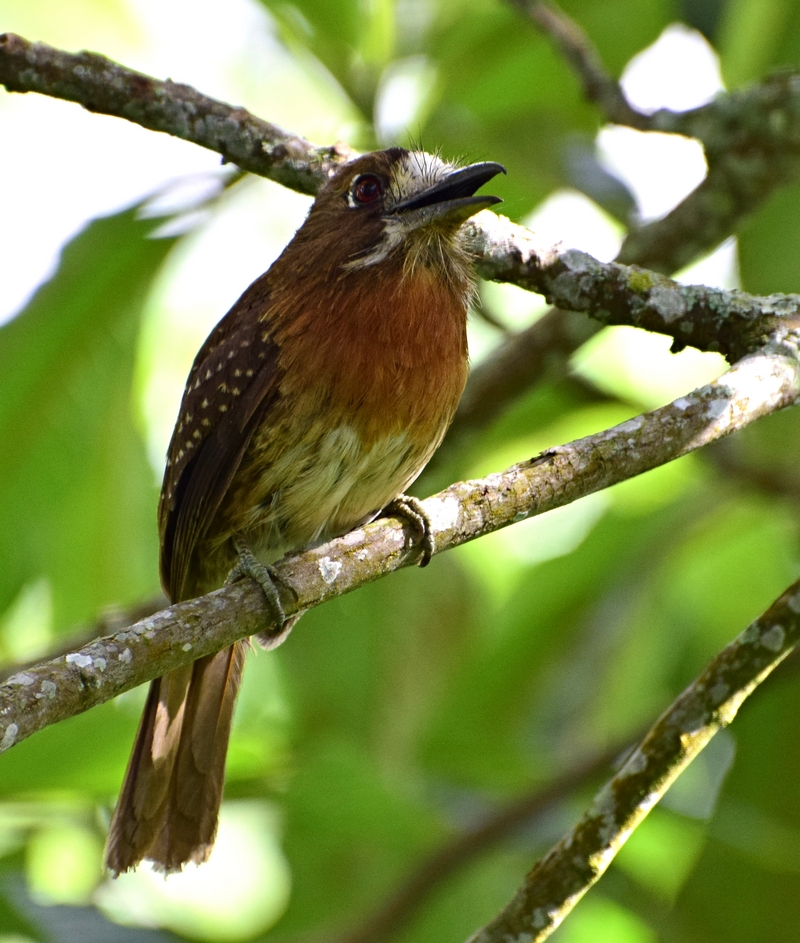 moustached puffbird (Malacoptila mystacalis); DISPLAY FULL IMAGE.