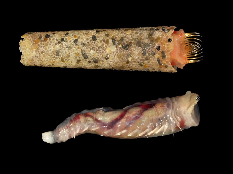 Lagis koreni (trumpet worm, ice cream cone worm); DISPLAY FULL IMAGE.