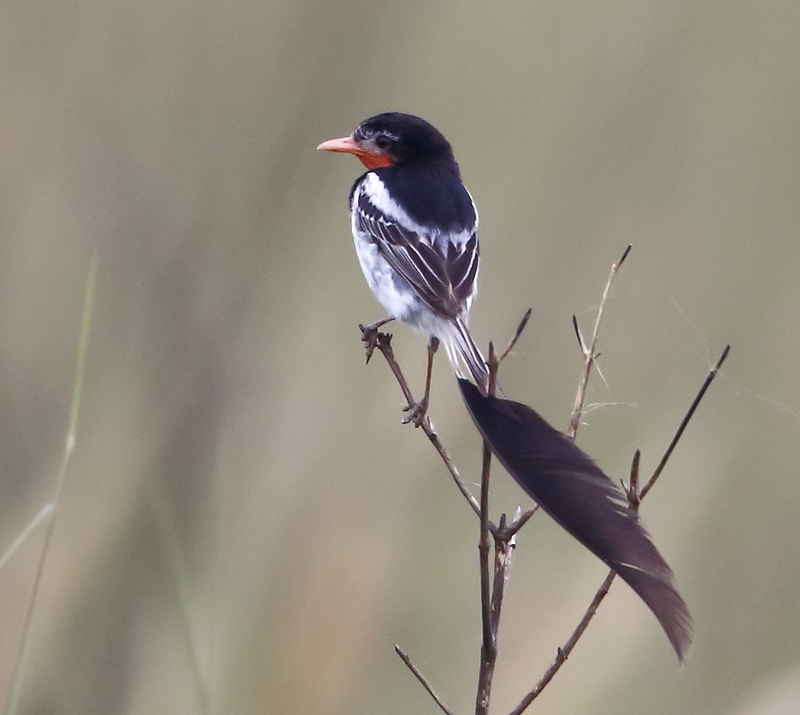 strange-tailed tyrant (Alectrurus risora); DISPLAY FULL IMAGE.