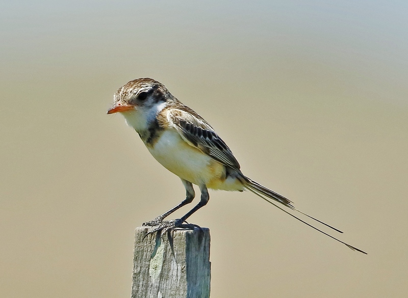 strange-tailed tyrant (Alectrurus risora); DISPLAY FULL IMAGE.