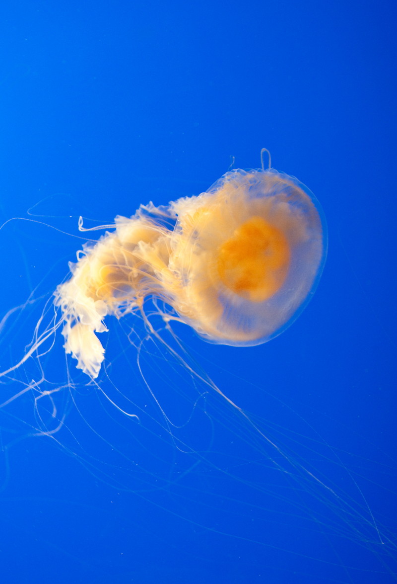 Phacellophora camtschatica (fried egg jellyfish, egg-yolk jellyfish); DISPLAY FULL IMAGE.