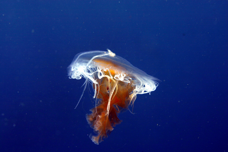 Phacellophora camtschatica (fried egg jellyfish, egg-yolk jellyfish); DISPLAY FULL IMAGE.