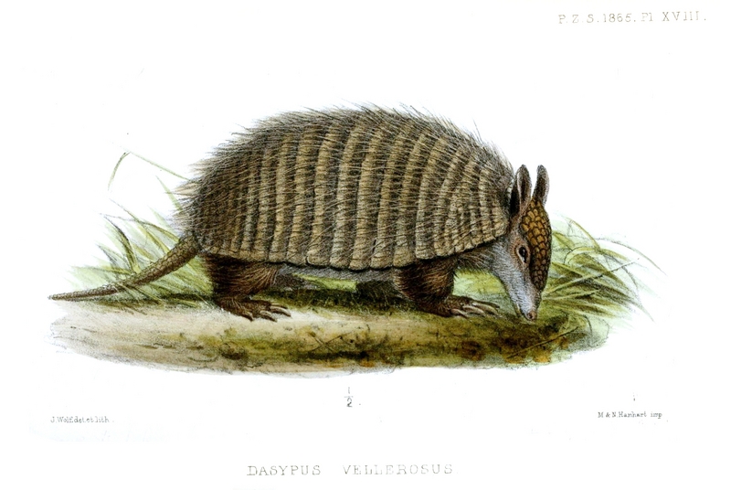 screaming hairy armadillo (Chaetophractus vellerosus); DISPLAY FULL IMAGE.