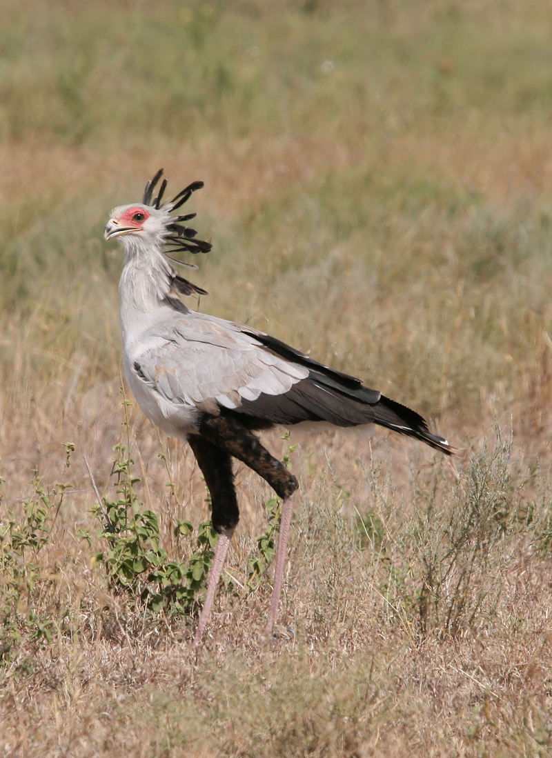 secretarybird, secretary bird (Sagittarius serpentarius); DISPLAY FULL IMAGE.