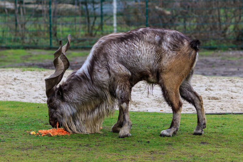 markhor (Capra falconeri); DISPLAY FULL IMAGE.