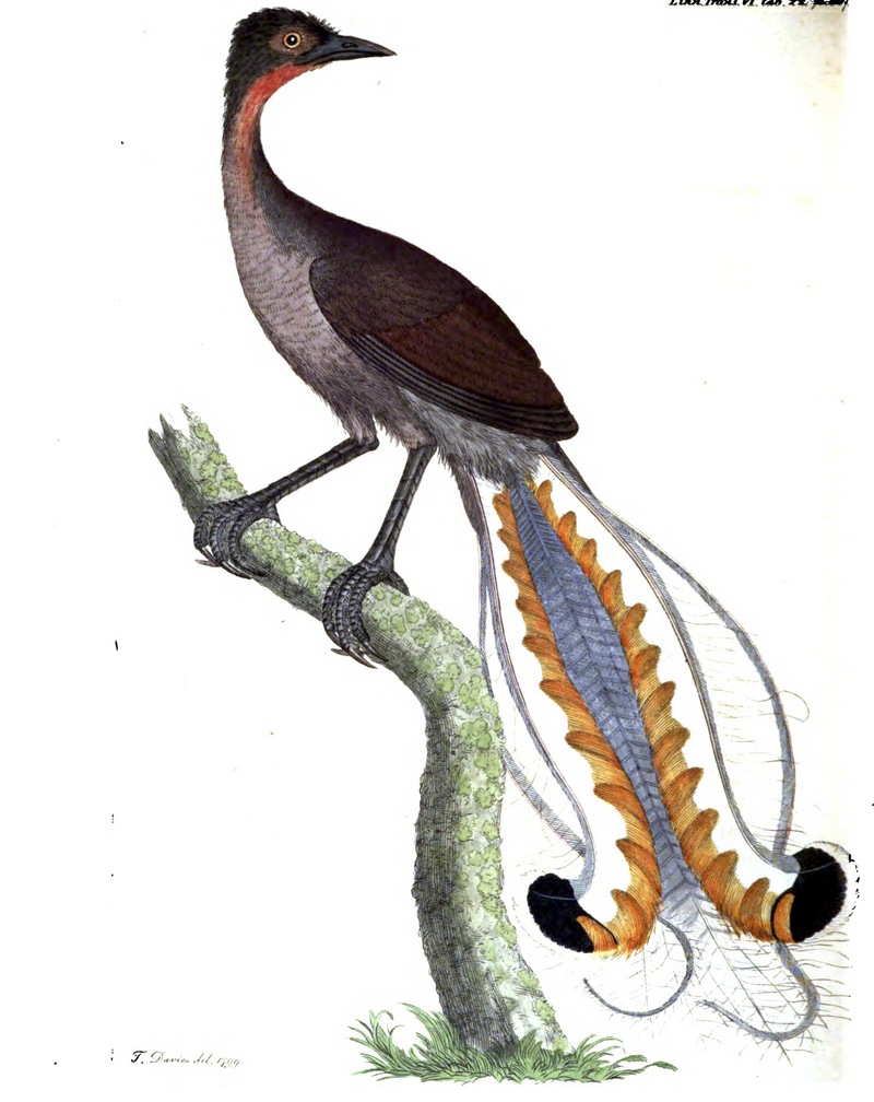 superb lyrebird (Menura novaehollandiae); DISPLAY FULL IMAGE.