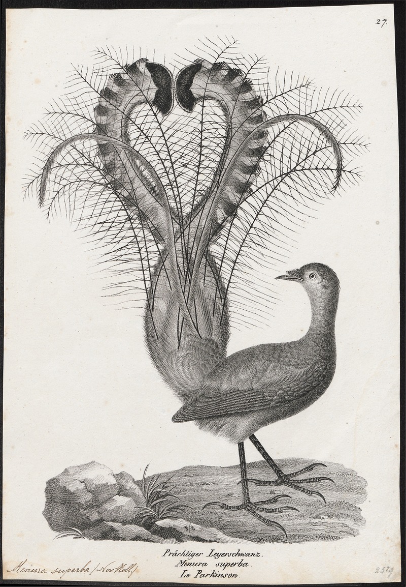 superb lyrebird (Menura novaehollandiae); DISPLAY FULL IMAGE.