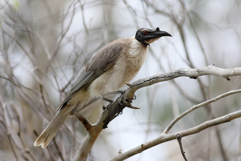 noisy friarbird (Philemon corniculatus); DISPLAY FULL IMAGE.