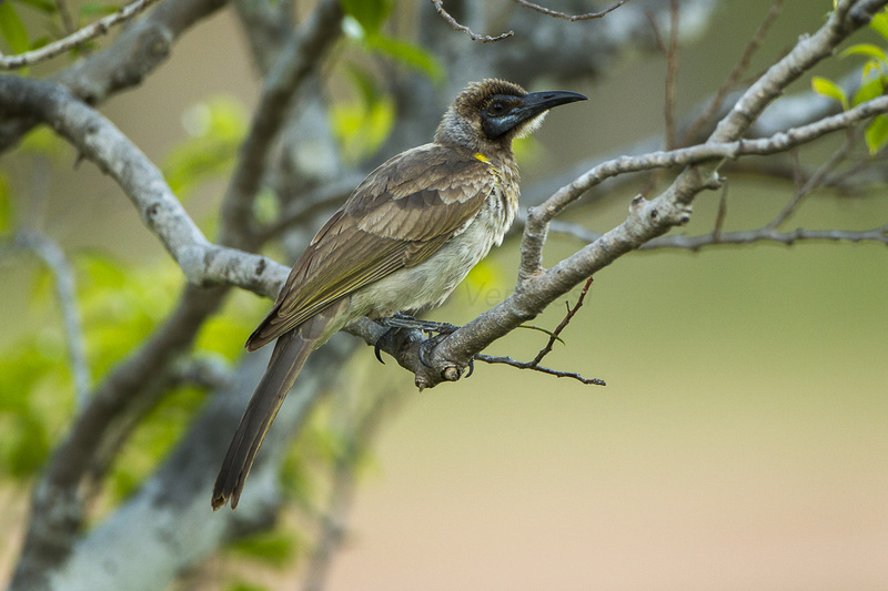 little friarbird (Philemon citreogularis); DISPLAY FULL IMAGE.