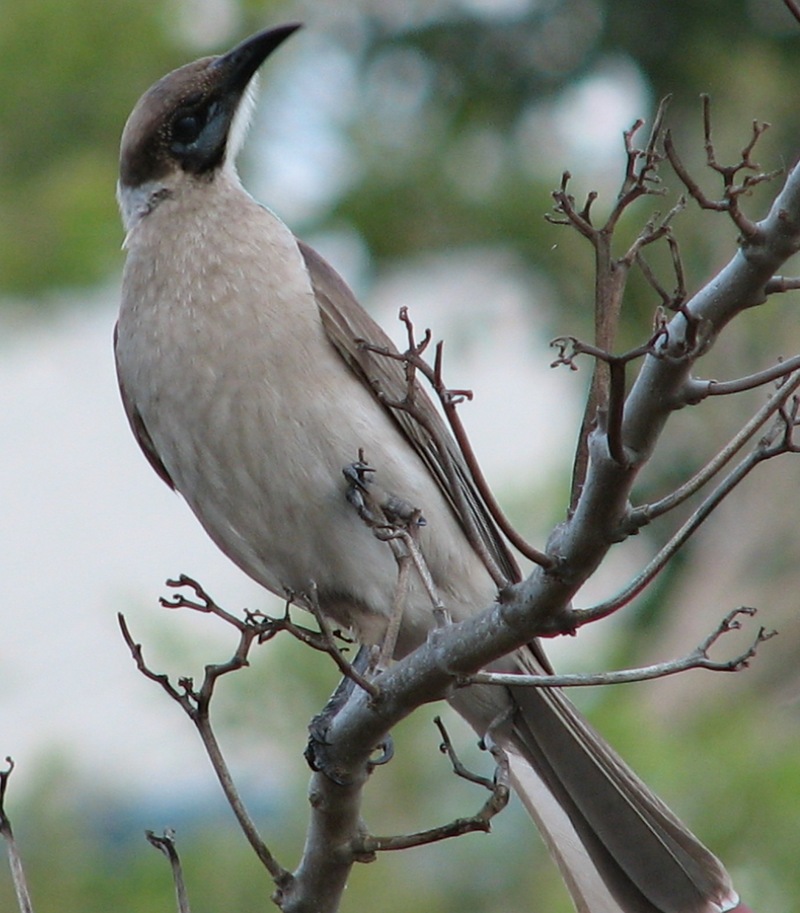 little friarbird (Philemon citreogularis); DISPLAY FULL IMAGE.