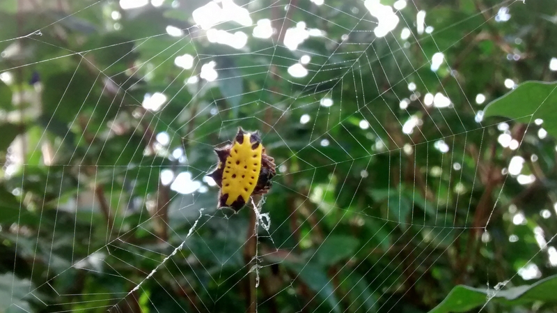 Gasteracantha cancriformis (spinybacked orbweaver spider); DISPLAY FULL IMAGE.