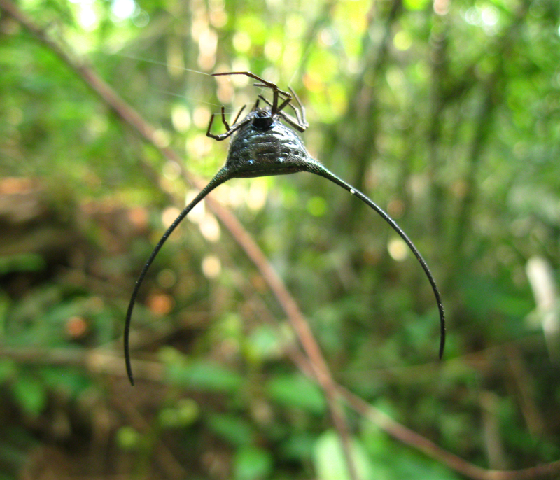 Gasteracantha arcuata (curved spiny spider); DISPLAY FULL IMAGE.