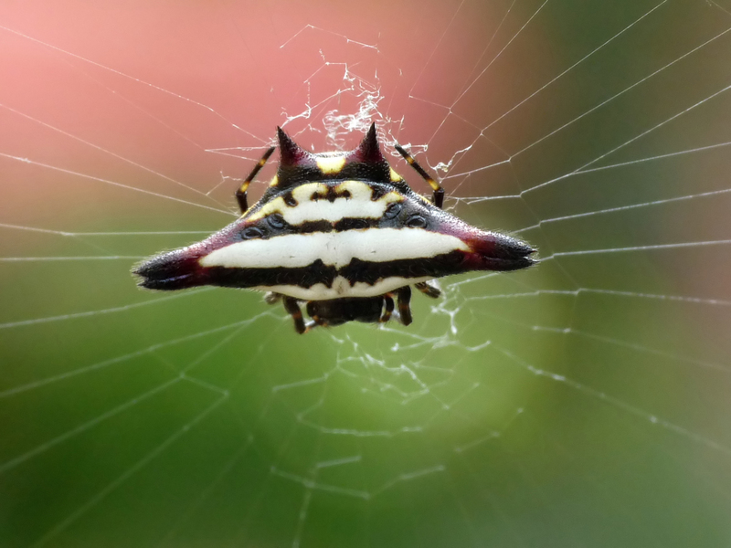 Gasteracantha geminata (oriental spiny orb-weaver); DISPLAY FULL IMAGE.