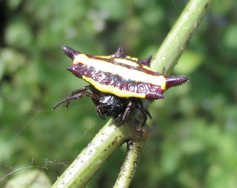 Gasteracantha fornicata (northern jewelled spider); DISPLAY FULL IMAGE.