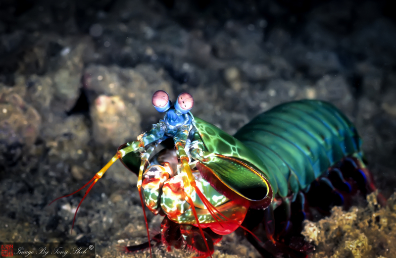 Odontodactylus scyllarus (peacock mantis shrimp); DISPLAY FULL IMAGE.
