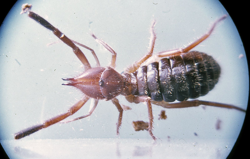 Gluvia dorsalis; DISPLAY FULL IMAGE.