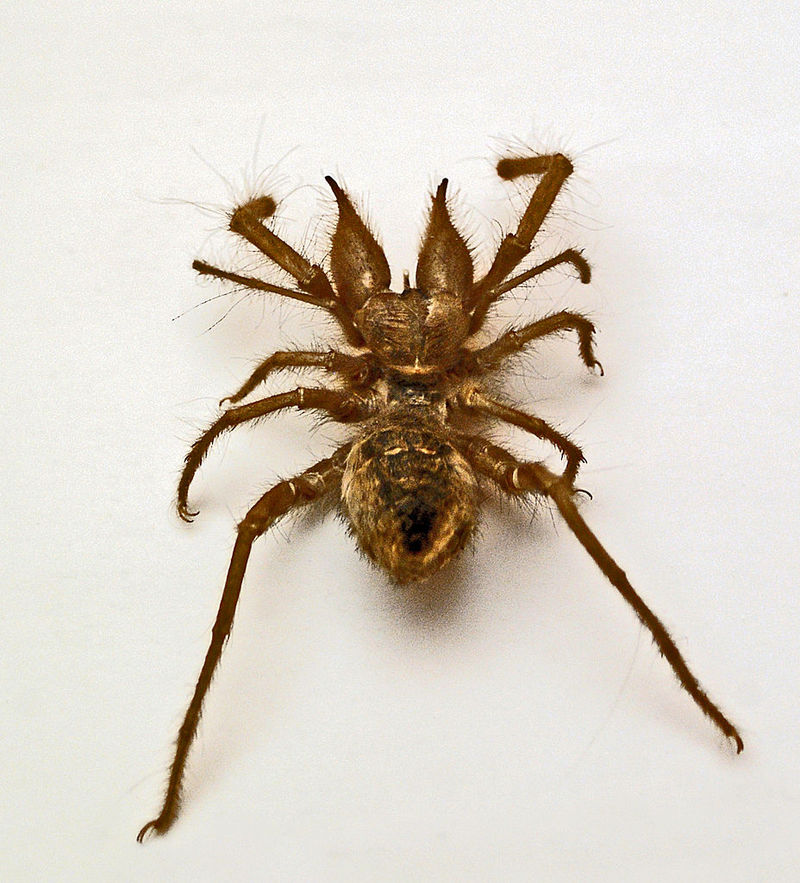Zeria loveridgei (camel spider); DISPLAY FULL IMAGE.