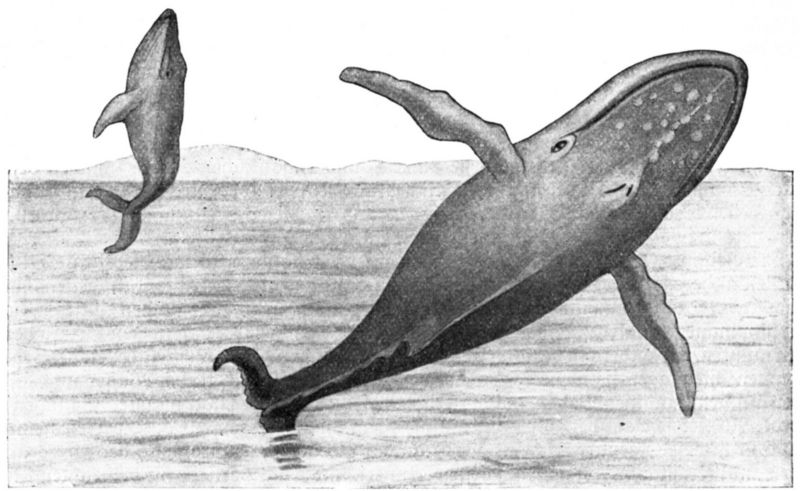 humpback whale (Megaptera novaeangliae); DISPLAY FULL IMAGE.