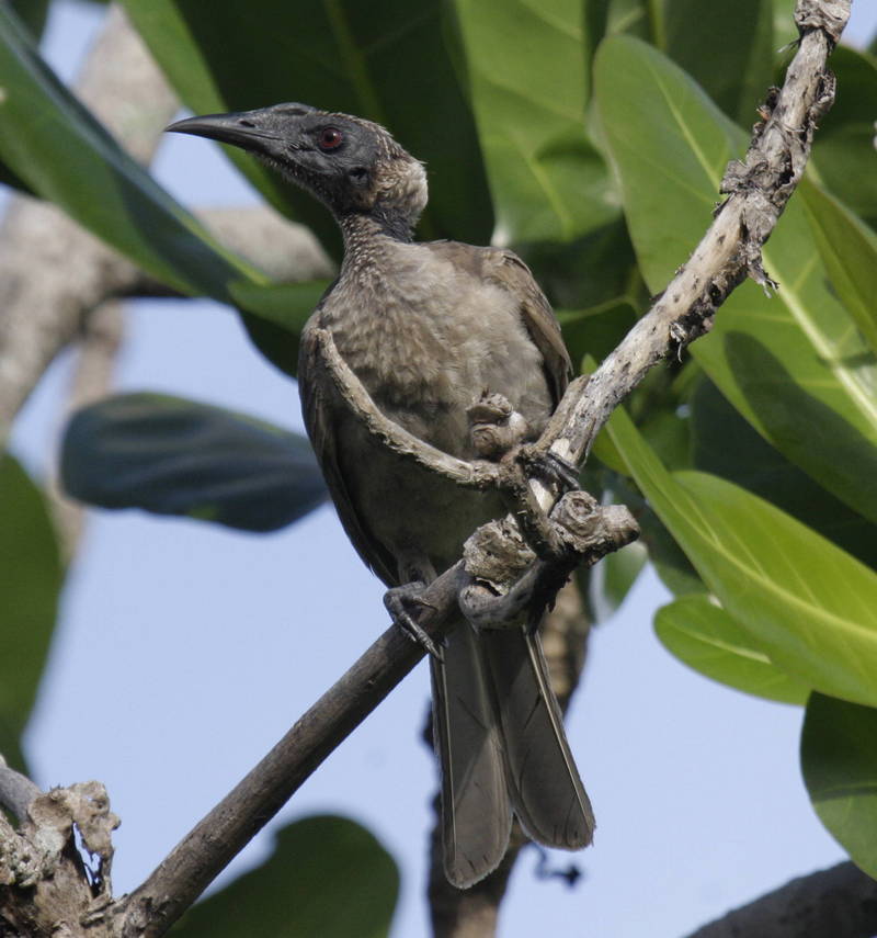 helmeted friarbird (Philemon buceroides); DISPLAY FULL IMAGE.