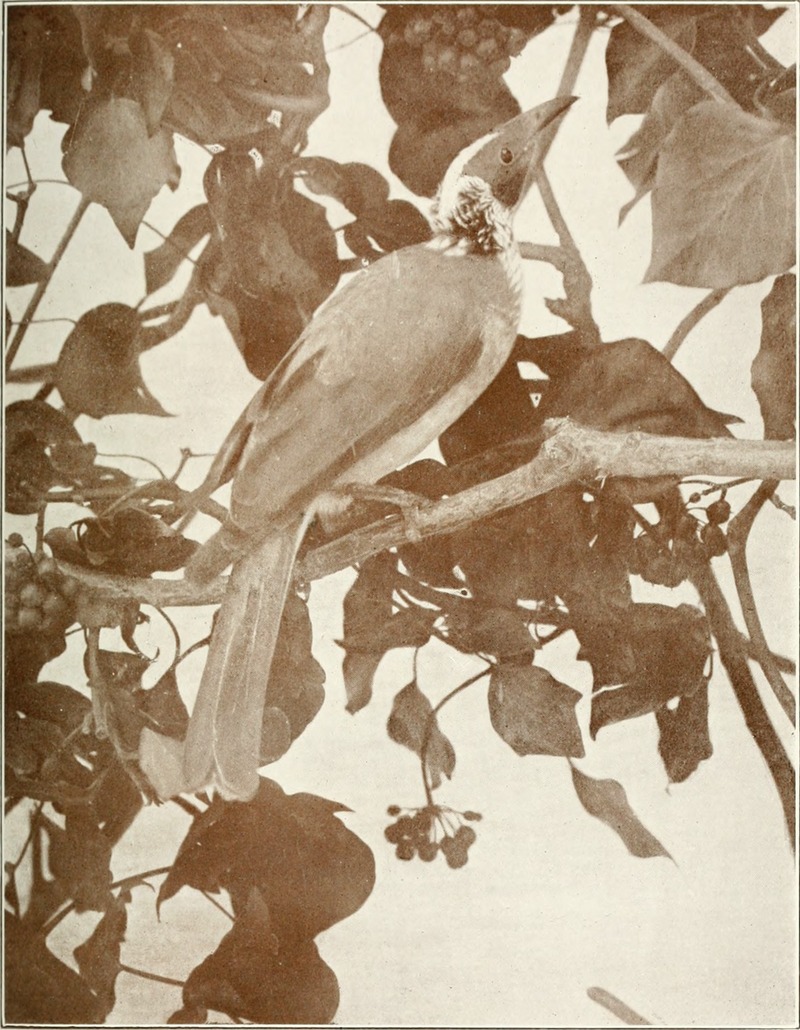 silver-crowned friarbird (Philemon argenticeps); DISPLAY FULL IMAGE.