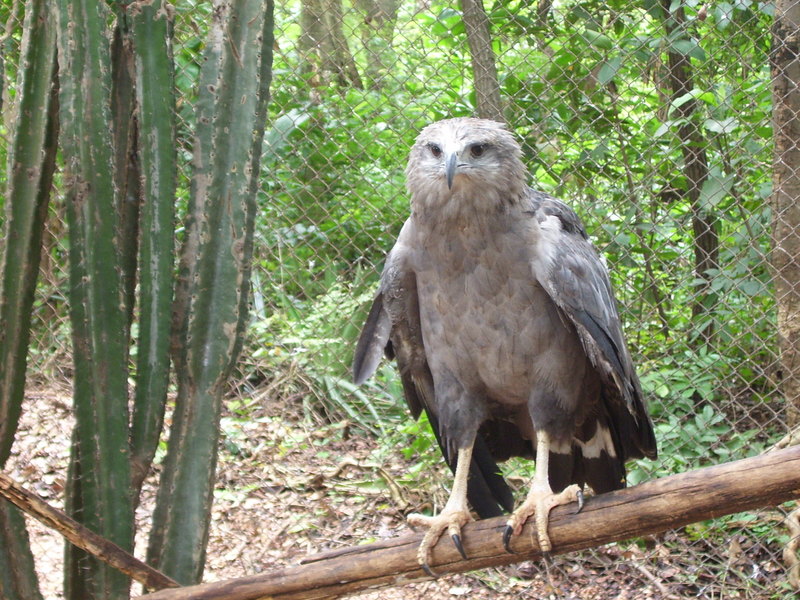 Chaco eagle, crowned solitary eagle (Buteogallus coronatus); DISPLAY FULL IMAGE.