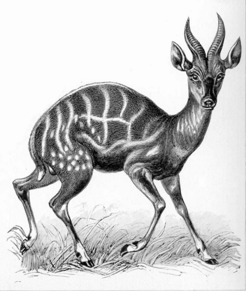 kéwel, bushbuck (Tragelaphus scriptus); DISPLAY FULL IMAGE.