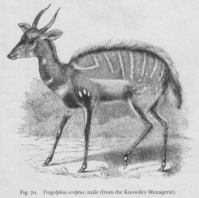 kéwel, bushbuck (Tragelaphus scriptus); DISPLAY FULL IMAGE.