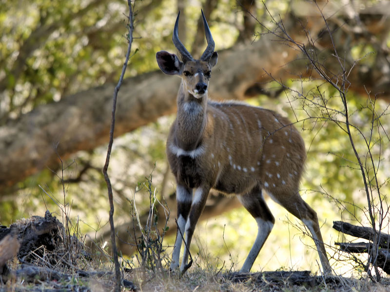 imbabala, bushbuck (Tragelaphus sylvaticus); DISPLAY FULL IMAGE.