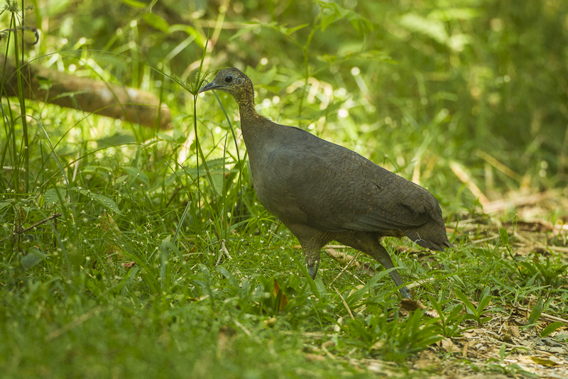solitary tinamou (Tinamus solitarius); DISPLAY FULL IMAGE.