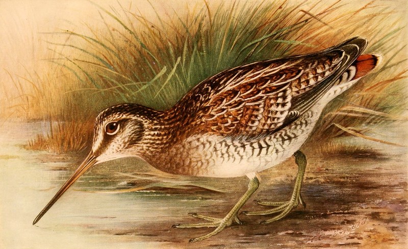 solitary snipe (Gallinago solitaria); DISPLAY FULL IMAGE.