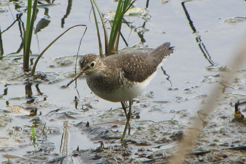 solitary sandpiper (Tringa solitaria); DISPLAY FULL IMAGE.