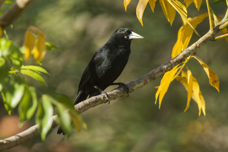 solitary cacique, solitary black cacique (Cacicus solitarius); DISPLAY FULL IMAGE.
