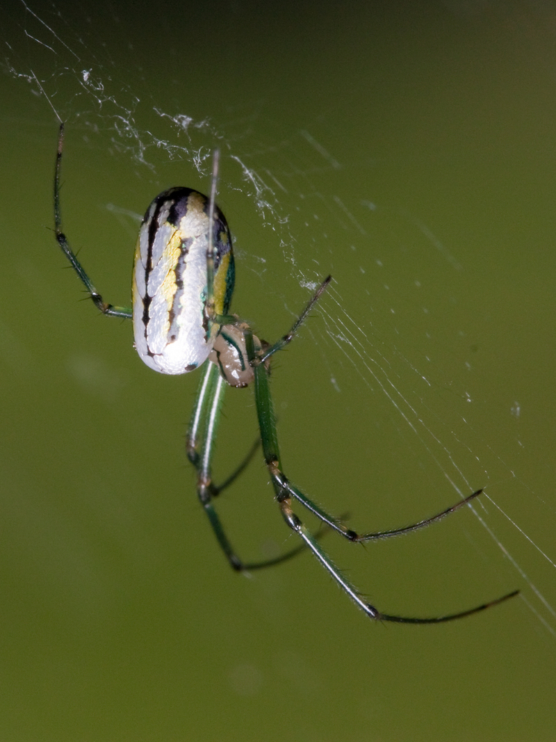Leucauge venusta, orchard spider; DISPLAY FULL IMAGE.