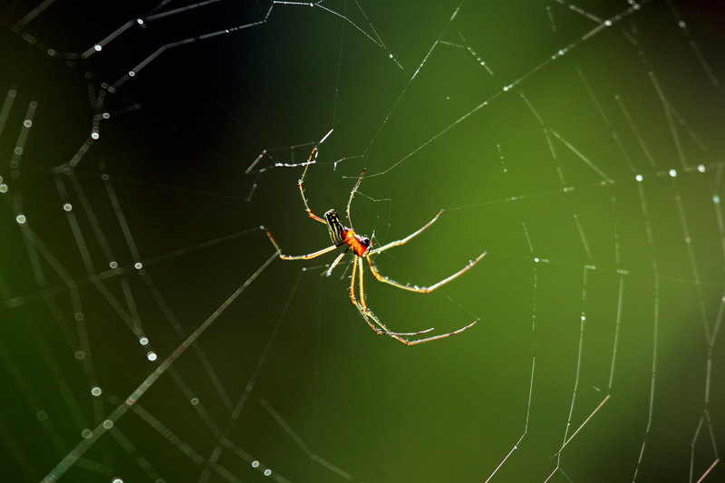 Leucauge mabelae, Marbel's orchard spider; DISPLAY FULL IMAGE.