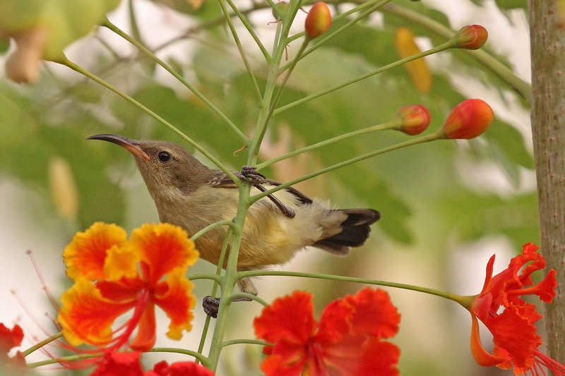 variable sunbird, yellow-bellied sunbird (Cinnyris venustus); DISPLAY FULL IMAGE.