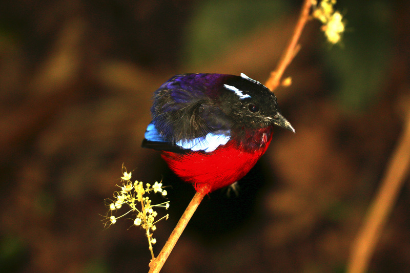 black-headed pitta (Erythropitta ussheri); DISPLAY FULL IMAGE.